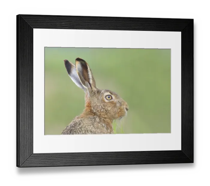 Framed Print : European hare (Lepus europaeus)
