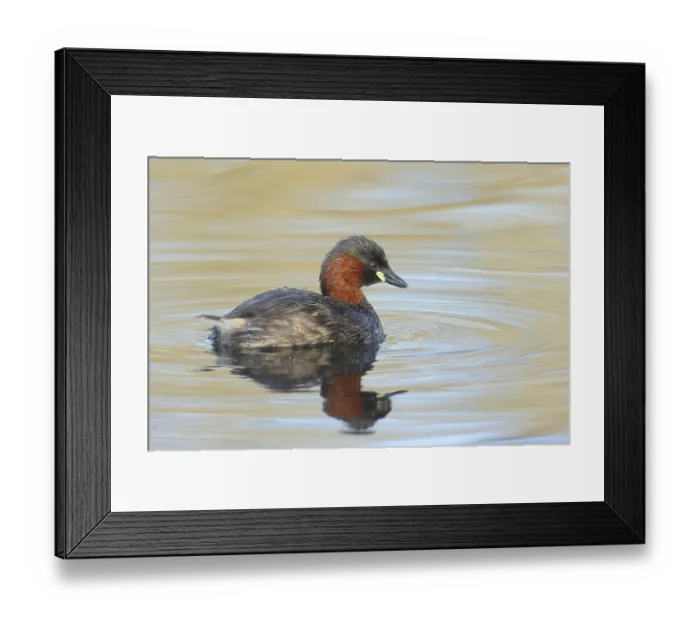 Framed Print : Little grebe (Tachybaptus ruficollis)