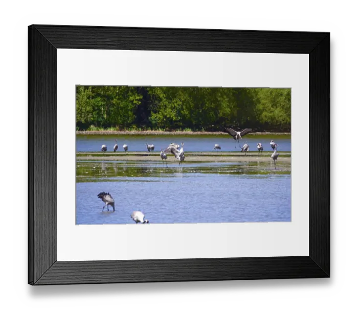 Framed Print : Cranes resting at a lake, April