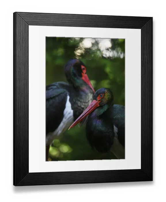Framed Print : Black stork (Ciconia nigra), captive