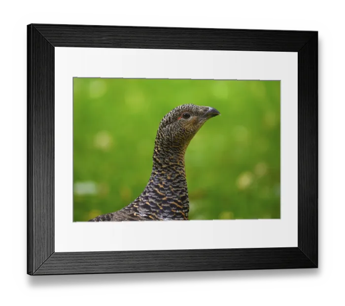 Framed Print : Western capercaillie (Tetrao urogallus)