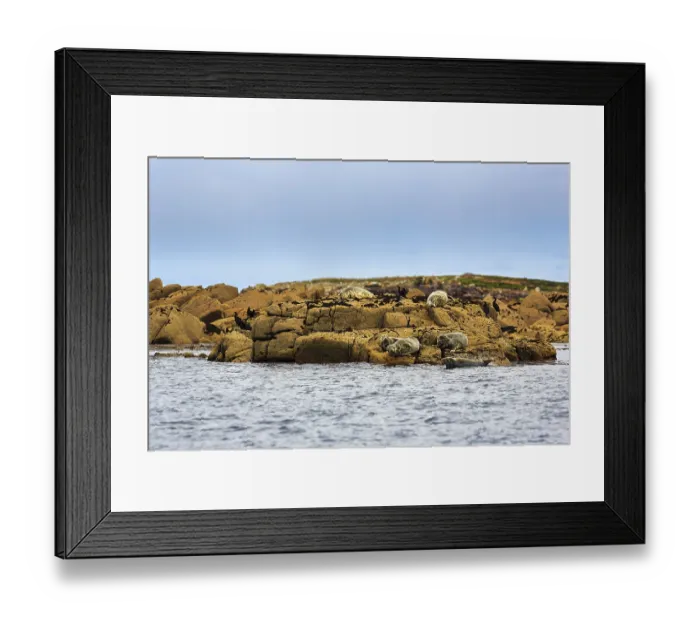 Framed Print : Grey (Halichoerus grypus) seals resting on rocky islands in the sea Framed Print : Grey (Halichoerus grypus) seals resting on rocky islands in the sea