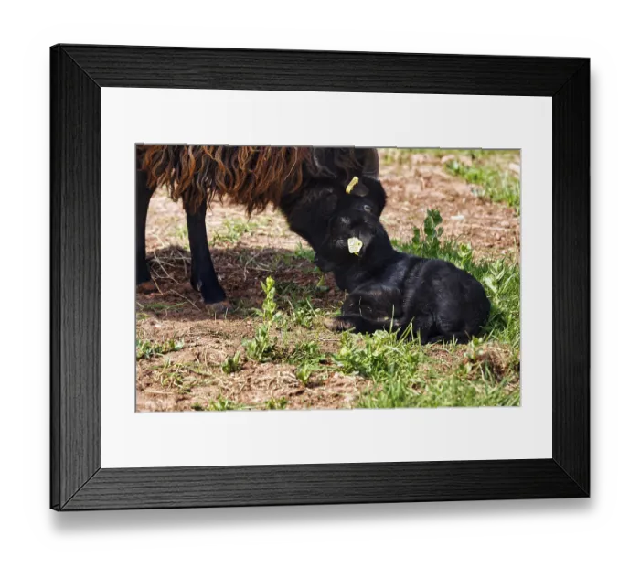 Framed Print : Black sheep, lamb with dam, Helgoland