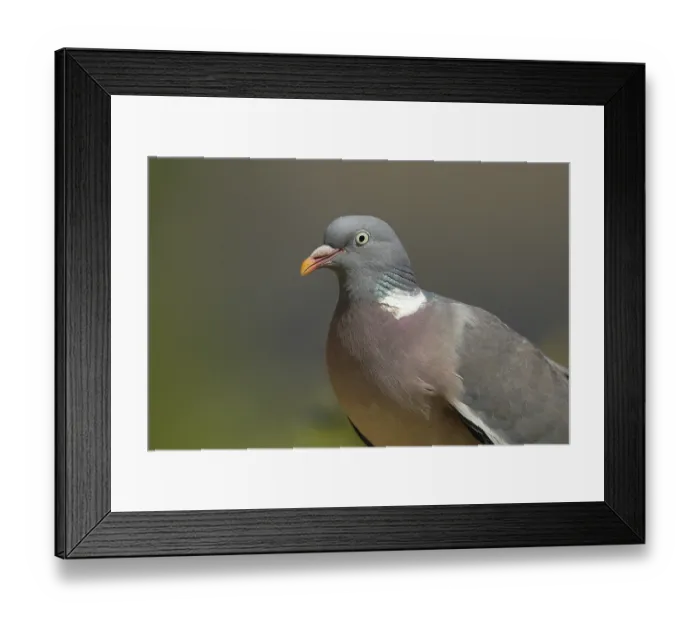 Framed Print : Common wood pigeon (Columba palumbus)