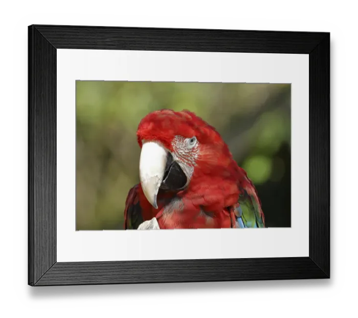 Framed Print : Red-and-green macaw (Ara chloroptera)