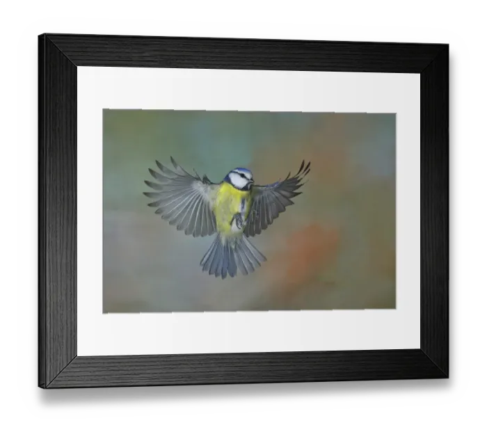 Framed Print : Blue Tit (Parus caeruleus) in flight