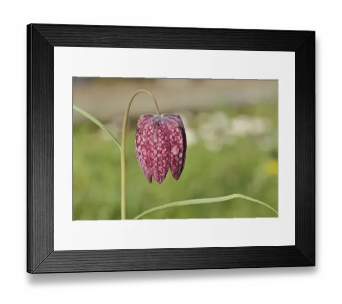 Framed Print : Snake's Head Fritillary (Fritillaria meleagris)