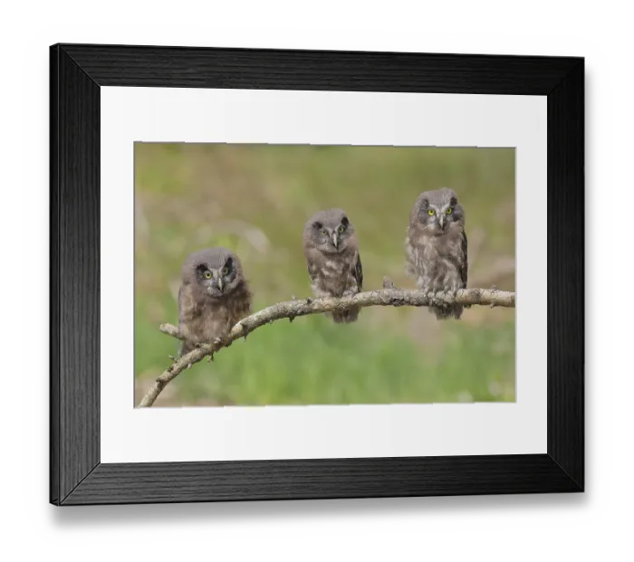 Framed Print : Great horned owl (Aegolius funereus)