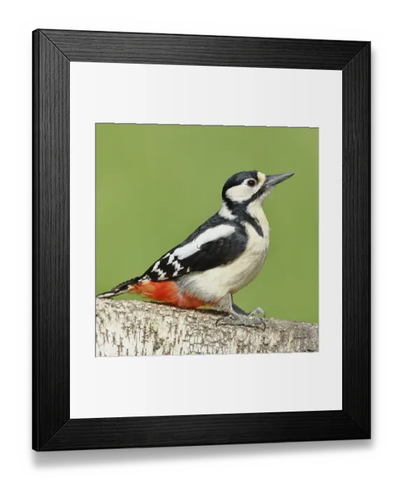Framed Print : Great spotted woodpecker (Dendrocopos major) female sitting on a birch trunk