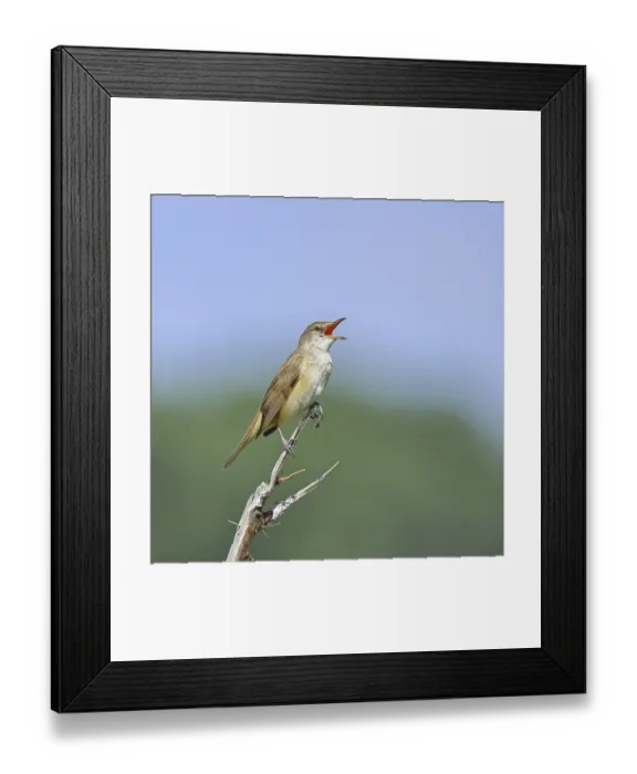 Framed Print : Great Reed Warbler (Acrocephalus arundinaceus) with open beak