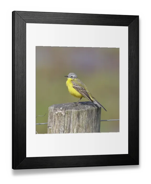 Framed Print : Yellow wagtail (Motacilla flava) Framed Print : Yellow wagtail (Motacilla flava)