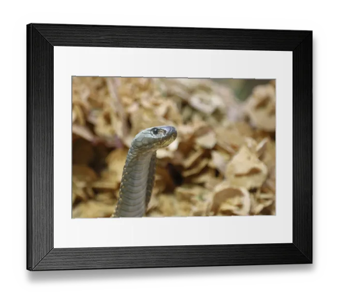 Framed Print : Cobra (Naja naja), erect, animal portrait Framed Print : Cobra (Naja naja), erect, animal portrait