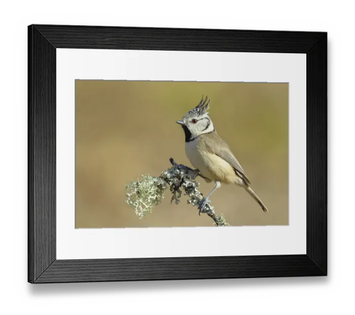 Framed Print : Crested Tit (Lophophanes Scalloped ribbonfish)