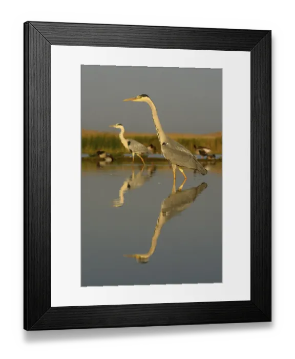 Framed Print : Grey Herons (Ardea cinerea), two adults foraging for food in the morning light