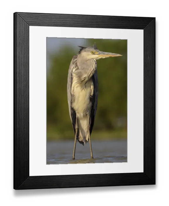 Framed Print : Grey heron (Ardea cinerea), juvenile Framed Print : Grey heron (Ardea cinerea), juvenile