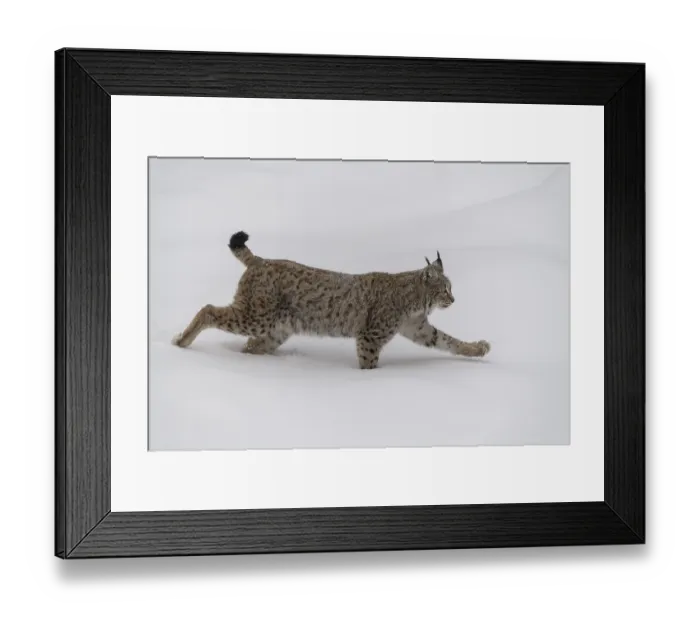 Framed Print : Eurasian lynx (Lynx lynx), male