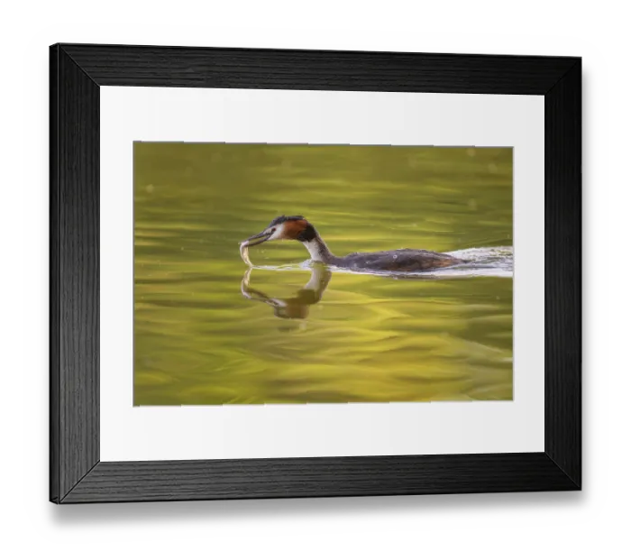 Framed Print : Great crested grebe (Podiceps cristatus) Framed Print : Great crested grebe (Podiceps cristatus)