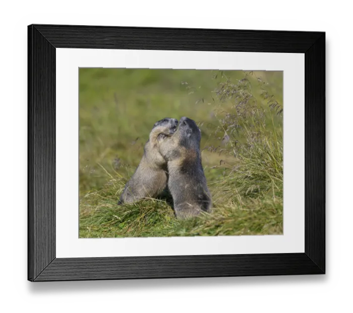 Framed Print : Alpine marmot (Marmota marmota)