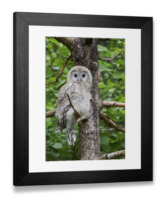 Framed Print : Ural owl (Strix uralensis) young bird