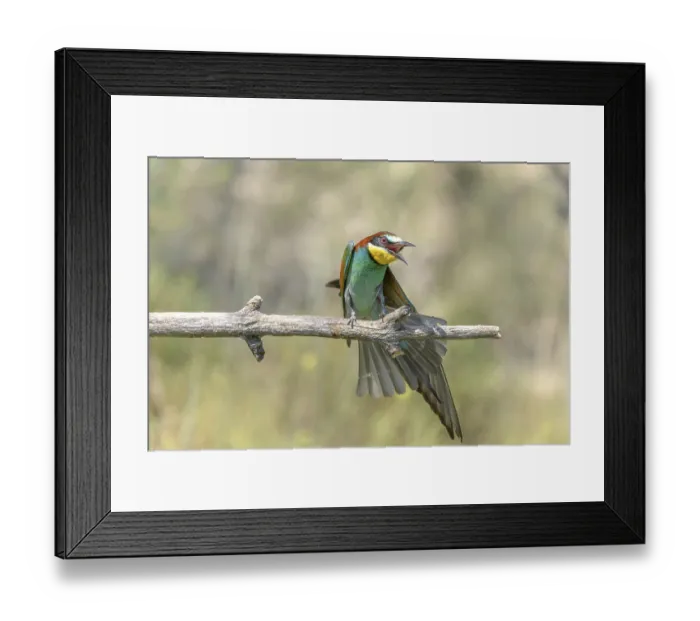 Framed Print : European bee-eaters in courtship display in spring Framed Print : European bee-eaters in courtship display in spring