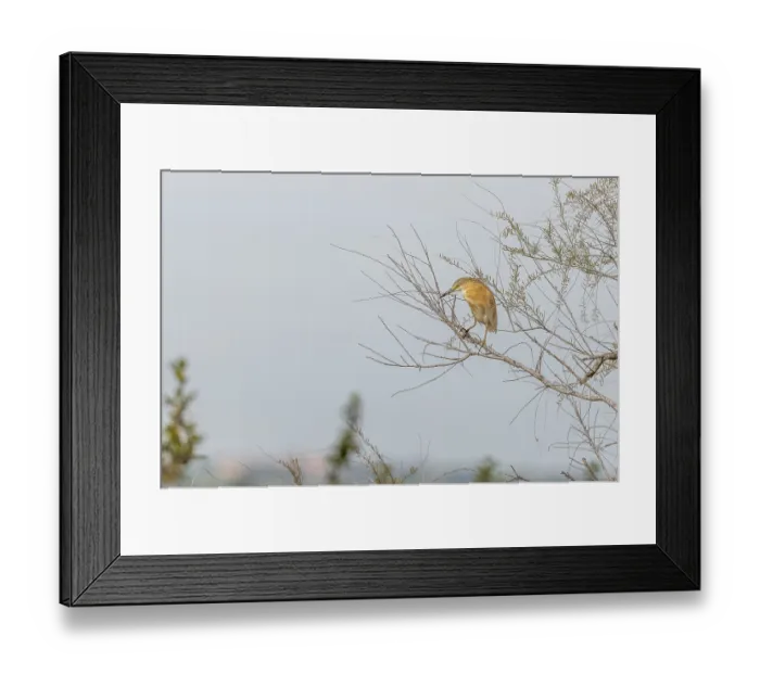Framed Print : Squacco Heron (Ardeola ralloides) sitting in a tree in spring