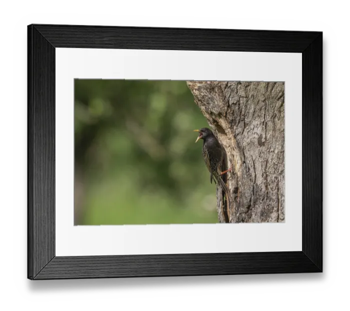 Framed Print : Common Starling (Sturnus vulgaris) at the nest to feed its chicks Framed Print : Common Starling (Sturnus vulgaris) at the nest to feed its chicks