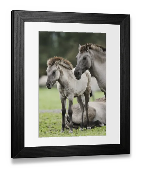 Framed Print : Duelmener Wildpferd, mare with foal Framed Print : Duelmener Wildpferd, mare with foal