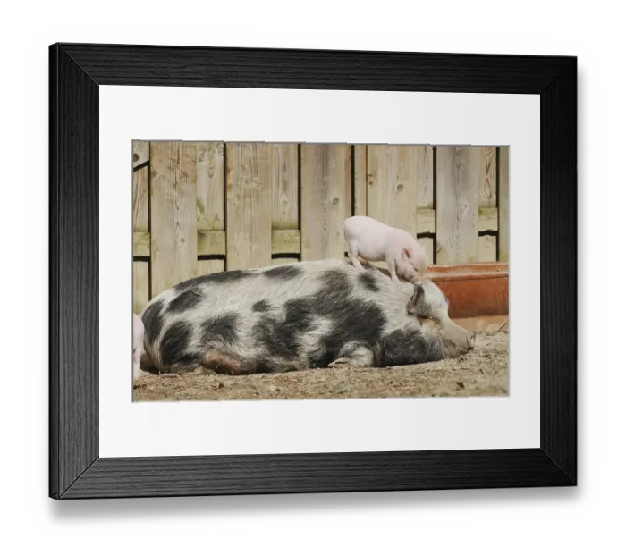 Framed Print : Goettingen minipig (Sus scrofa f)