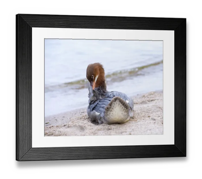 Framed Print : Goosander (Mergus merganser merganser)