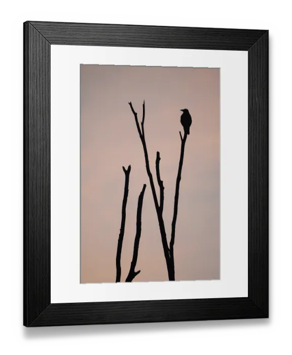 Framed Print : Carrion crow (Corvus corone), single crow against the morning sky