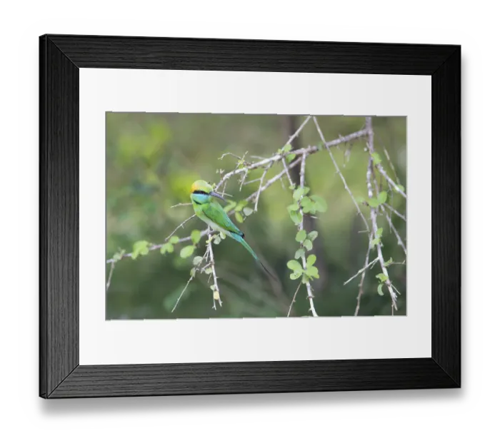 Framed Print : Bronze-crowned Emerald Bee-eater (Merops orientalis) sitting on a branch in Yala Natioal Park Framed Print : Bronze-crowned Emerald Bee-eater (Merops orientalis) sitting on a branch in Yala Natioal Park
