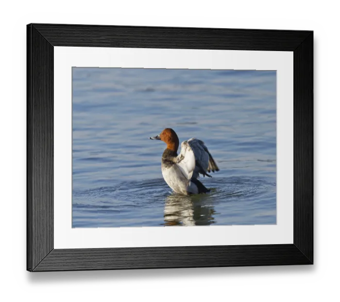 Framed Print : Common pochard (Aythya ferina)