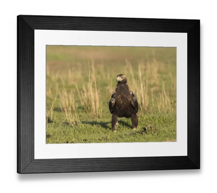 Framed Print : Iberian Eagle, Spanish Imperial Eagle (Aquila adalberti)