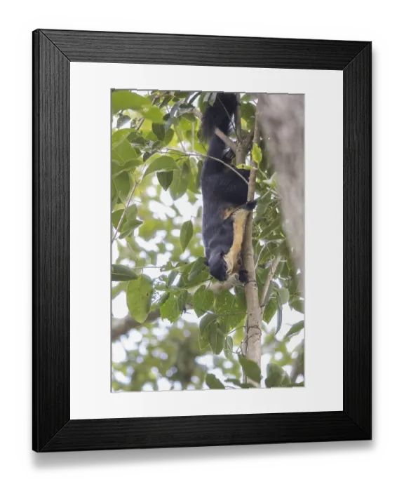 Framed Print : Black giant squirrel (Ratufa bicolor)