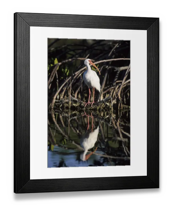 Framed Print : American White Ibis (Eudocimus albus) in a mangrove