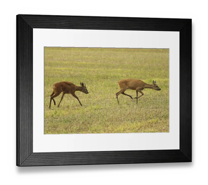 Framed Print : European roe deer (Capreolus capreolus) Mating season