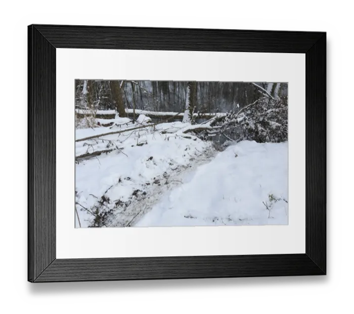 Framed Print : European beaver (Castor fiber) typical