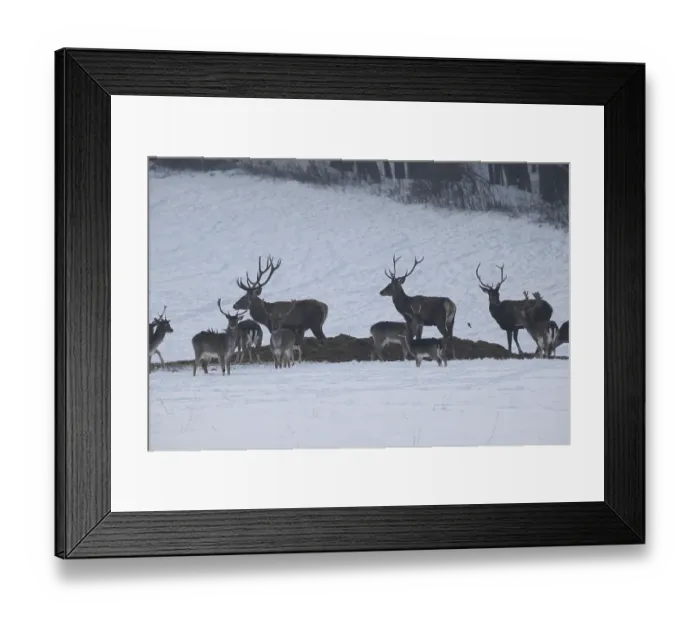 Framed Print : Red deer (Cervus elaphus) and fallow deer (Dama dama) feeding in the snow