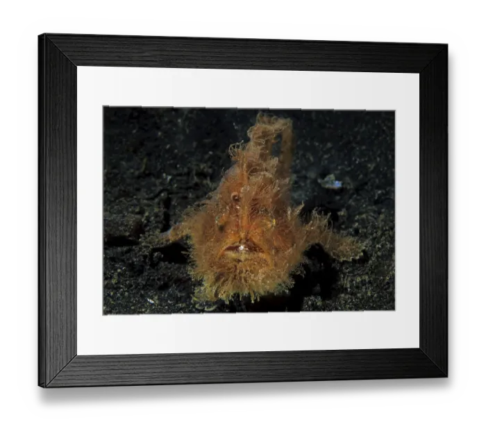 Framed Print : Shaggy frogfish (Antennarius hispidus) on sandy ground