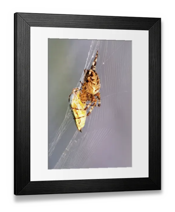Framed Print : European garden spider (Araneus diadematus) in web with captured bug Framed Print : European garden spider (Araneus diadematus) in web with captured bug