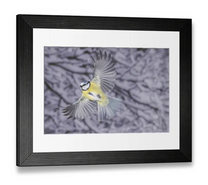 Framed Print : Blue tit (Parus caeruleus) in flight Framed Print : Blue tit (Parus caeruleus) in flight