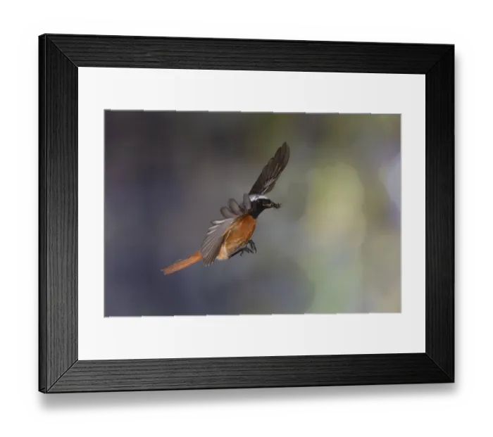 Framed Print : Common redstart (Phoenicurus phoenicurus) Framed Print : Common redstart (Phoenicurus phoenicurus)