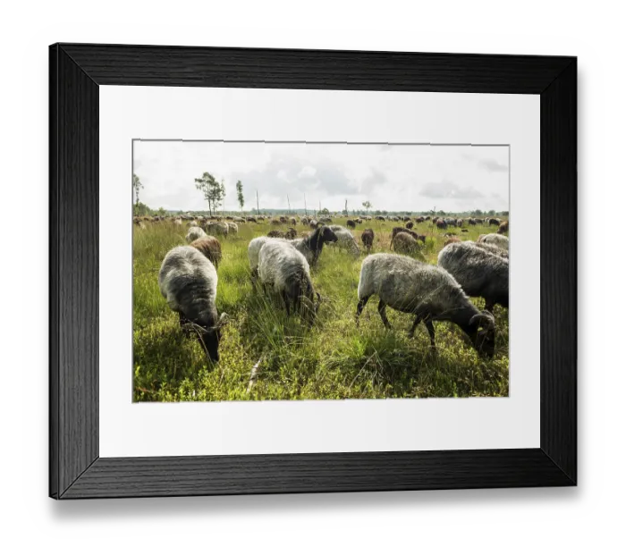 Framed Print : Heidschnuckenherde, Pietzmmoor Framed Print : Heidschnuckenherde, Pietzmmoor
