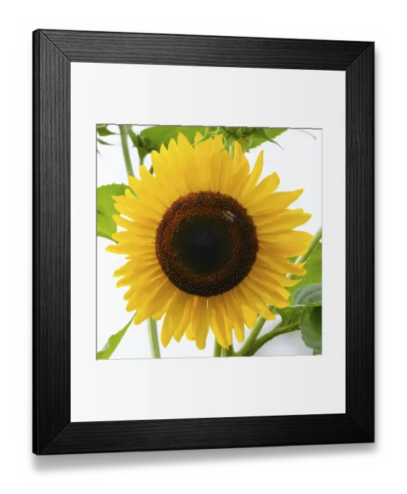 Framed Print : Flowering sunflower with bee (Helianthus) Framed Print : Flowering sunflower with bee (Helianthus)