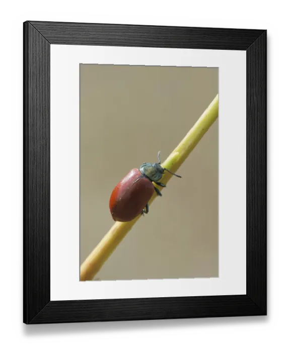 Framed Print : Poplar Leaf Beetle (Melasoma populi)