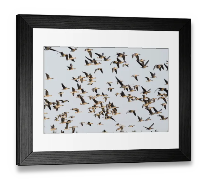 Framed Print : Greater white-fronted geese (Anser albifrons) and bean geese (Anser fabalis)