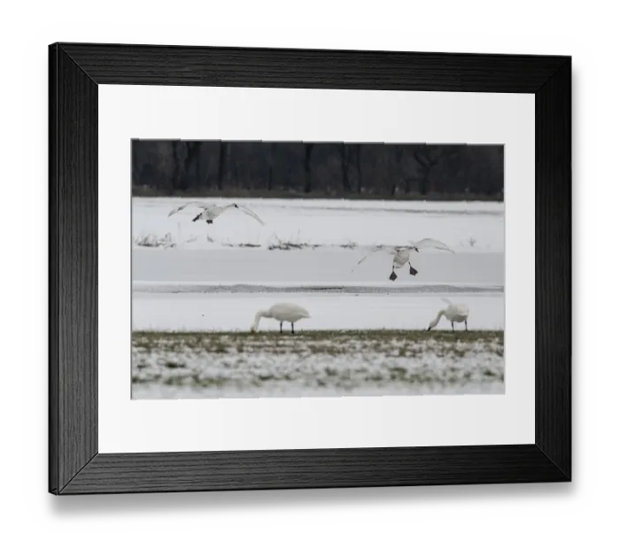 Framed Print : Mute swans (Cygnus olor) and whooper swans (Cygnus cygnus)