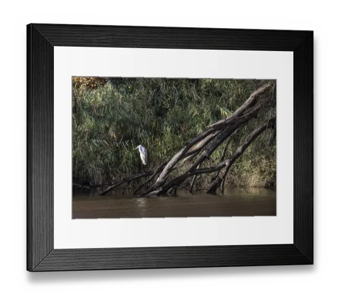 Framed Print : Great White Egret (Ardea alba)
