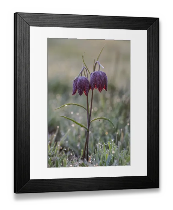 Framed Print : Snake's Head Fritillary (Fritillaria meleagris)