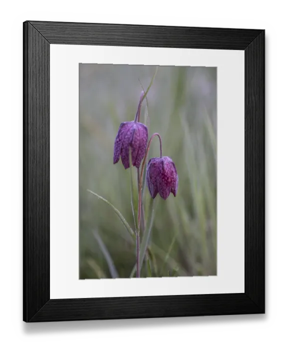 Framed Print : Snake's Head Fritillary (Fritillaria meleagris)